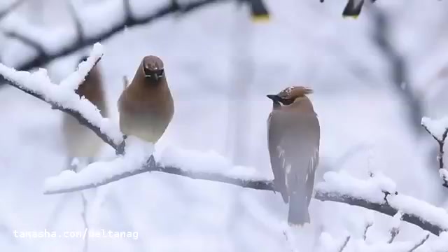 پرندگان زیبا در هوای برفی و طوفانی