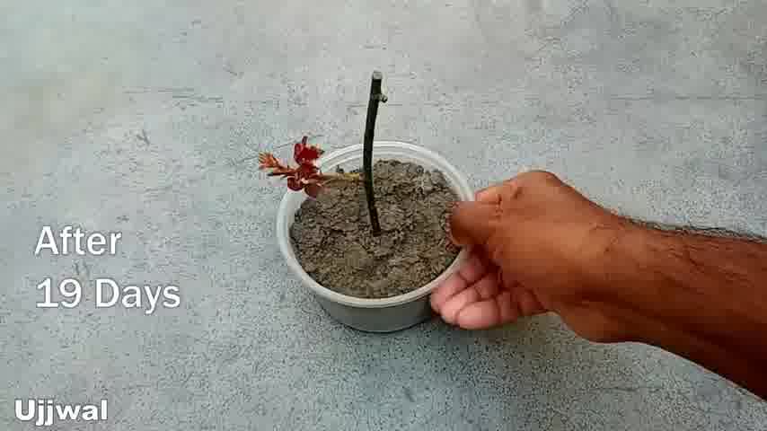 پرورش قلمه گیاهان با استفاده از هورمون ریشه زایی آلویه ورا