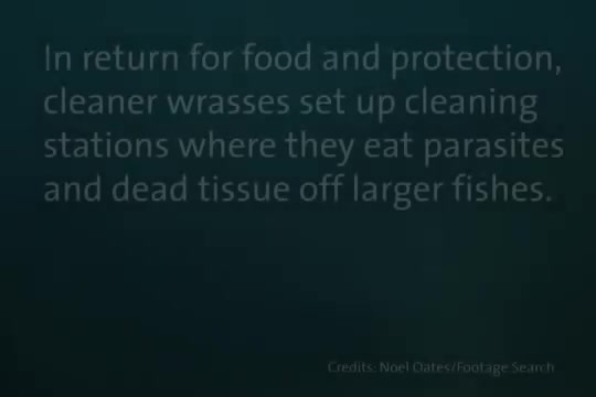 همزیستی حیرت انگیز ماهی نظافت چی