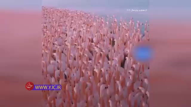 فیلم فوق العاده زیبا از دسته فلامینگوها در پاییز امسال