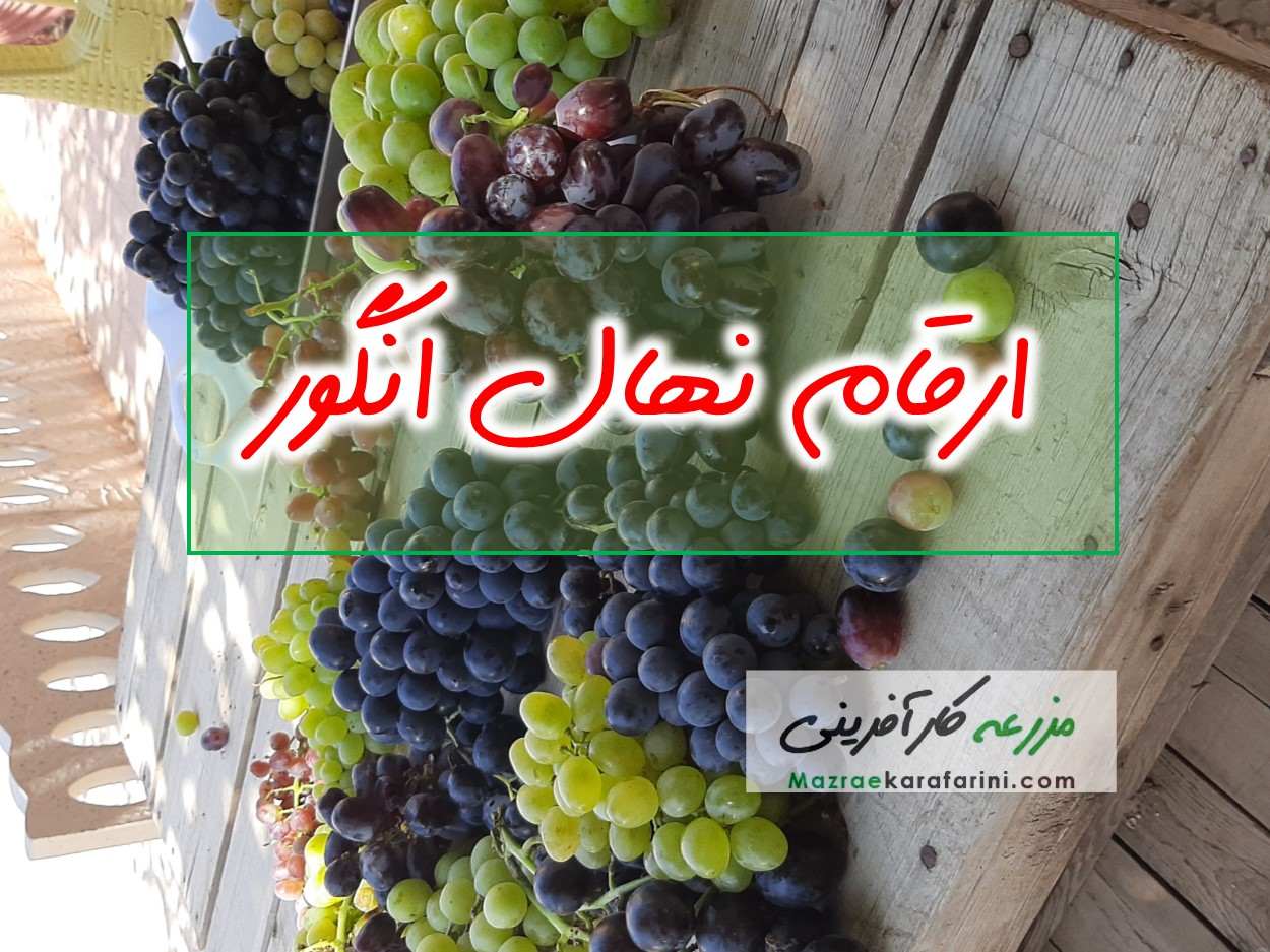 نهال انگور خود را از نهالستانهای معتبر در سایت مزرعه کارآفرینی بخرید