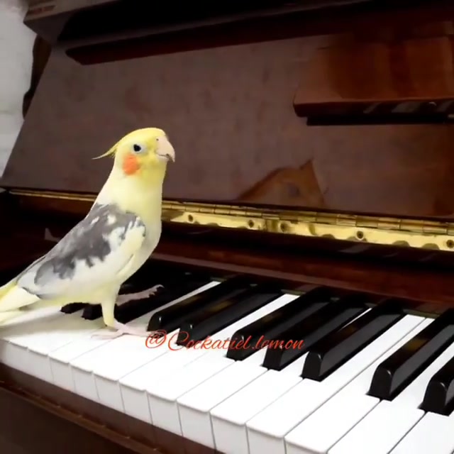 طوطی که پیانو مینوازد