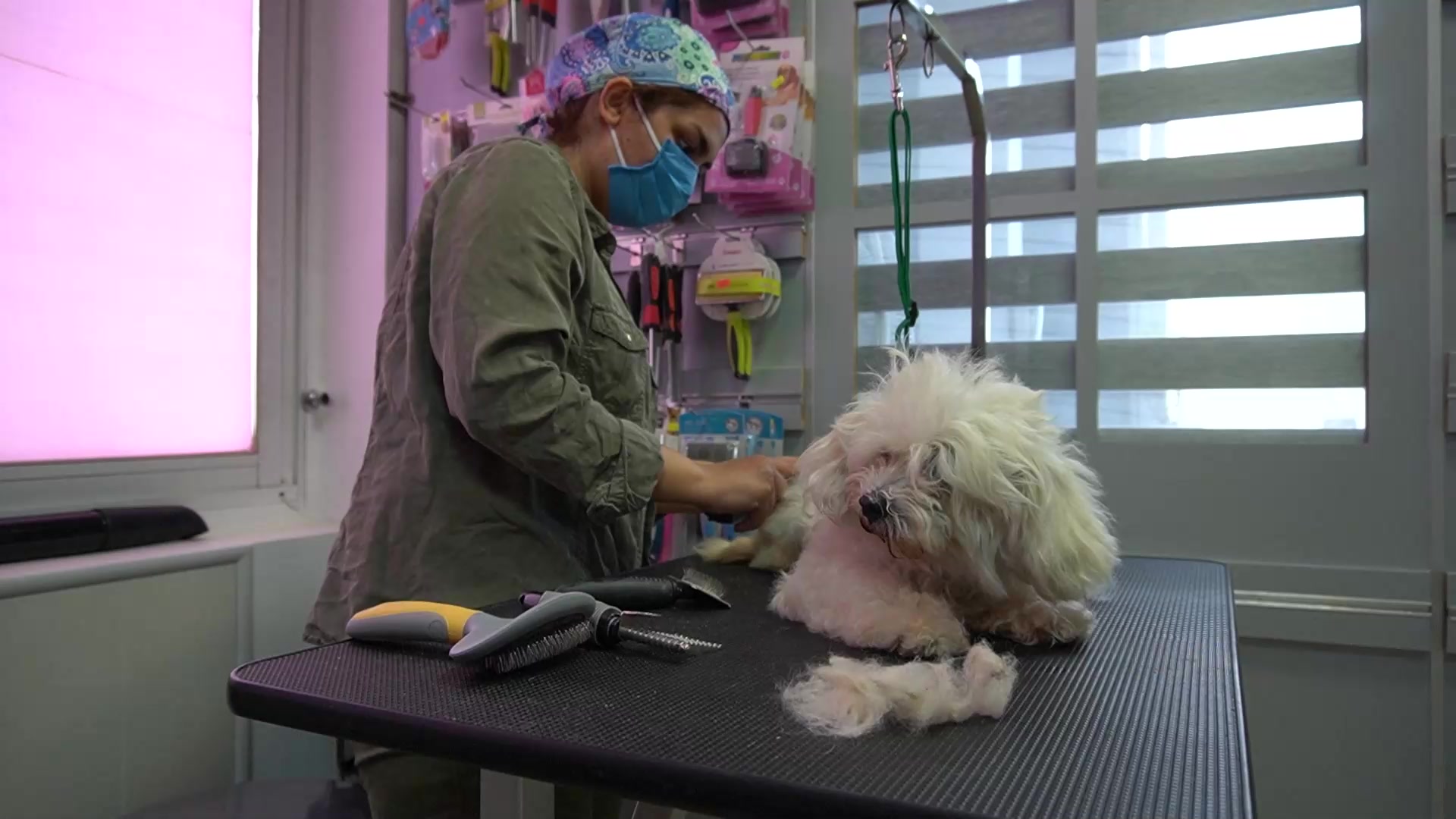 آموزش آرایشگری حیوانات خانگی