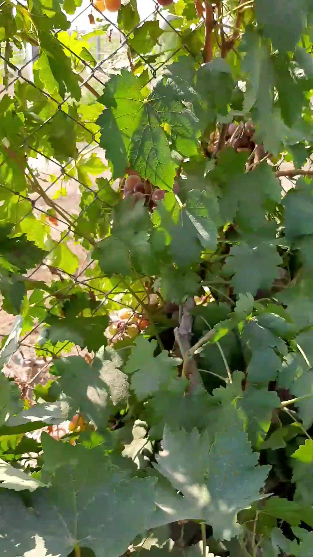 باردهی انگور ردگلوب - باغ مادری نهالستان ارغوان نهال