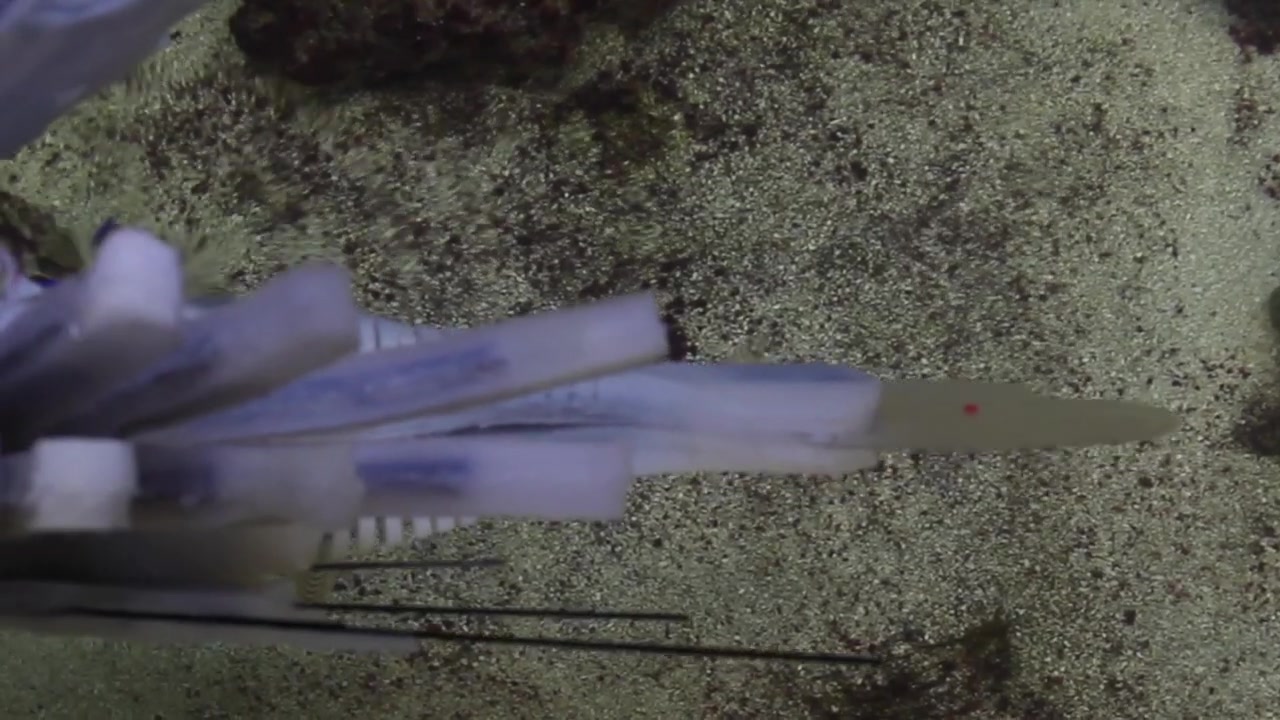 دانشمندان ماهی رباتیک ساختند