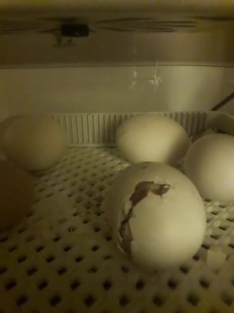 لحظه فوق العاده بیرون آمدن جوجه از تخم در ایزی باتور 6
