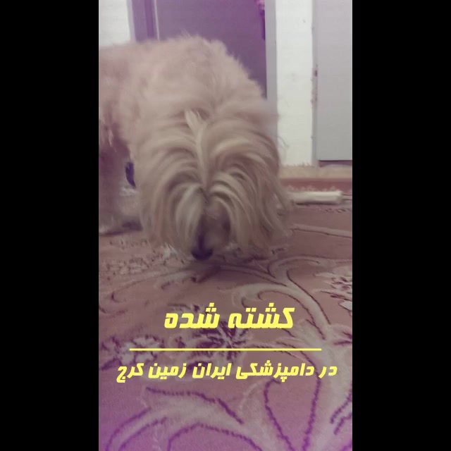 مرگ سگ من در بیمارستان دامپزشکی ایران زمین کرج