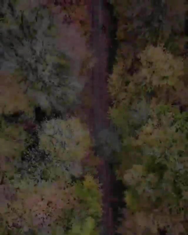 تصاویر هوایی زیبا از پاییز جنگلهای شمال